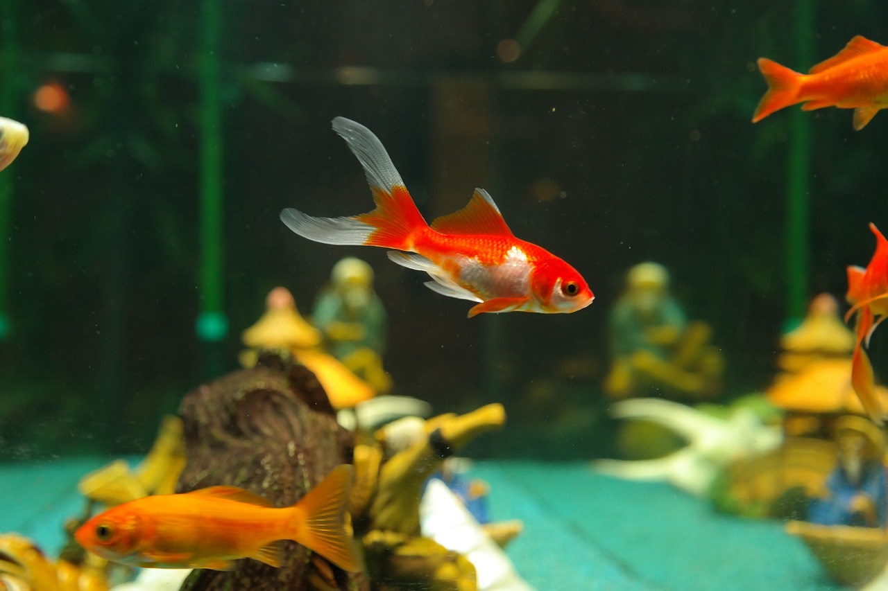 金魚の水換えは毎日するの？初心者のための飼育マニュアル
