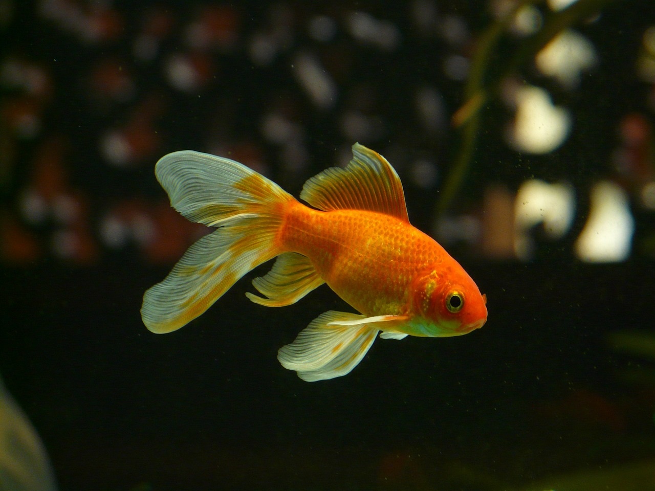 金魚が横向きになって死にそう！？その理由と対処法